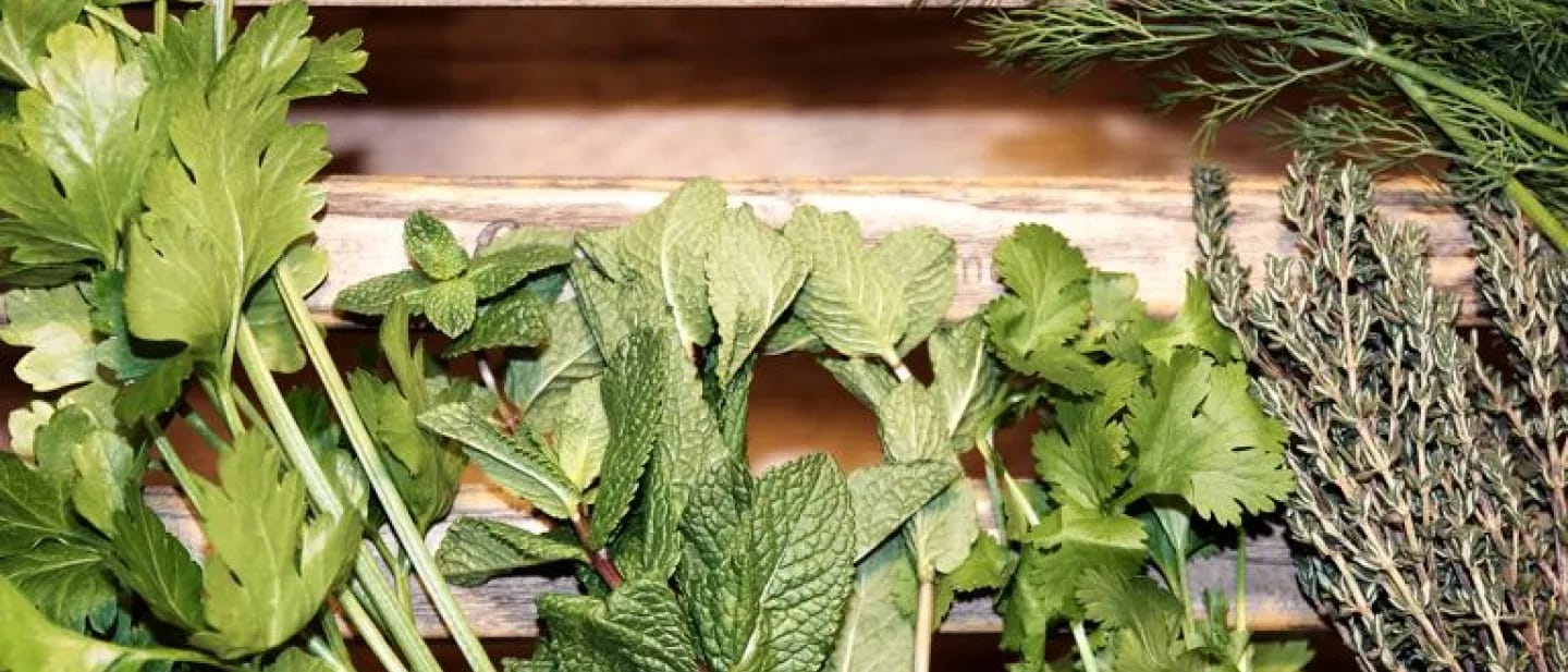Fresh cut herbs including mint, parsley, thyme and dill