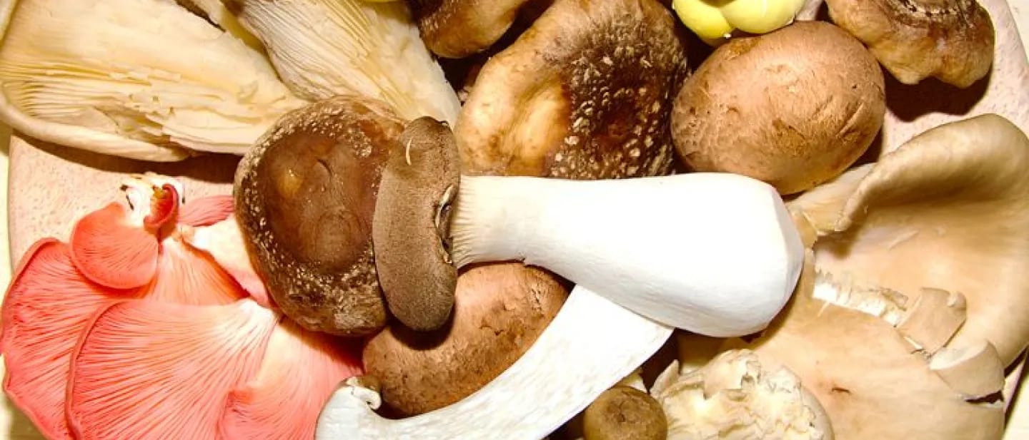A delightful selection of mushroom varieties laid out on a simple wooden plate